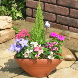 ふるさと納税 朝倉市 可愛いお花畑の寄せ植え(Mサイズ)