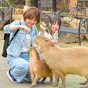 ふるさと納税 伊東市 伊豆シャボテン動物公園入園引換券(エサあげチケット&amp;グッズつき)1名様