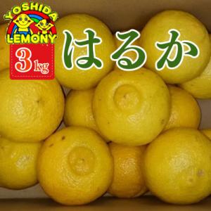 【先行予約】はるか みかん 3kg