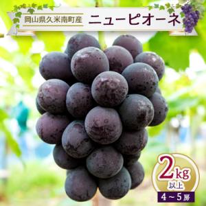 ふるさと納税 久米南町 〈2026年先行予約〉ニューピオーネ2kg以上(4〜5房)岡山県久米南町産