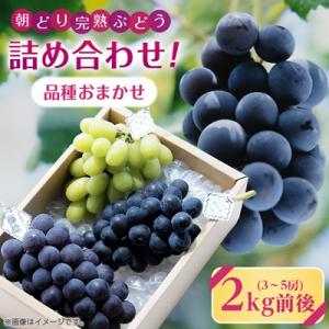 ふるさと納税 橋本市 【2025年・発送】朝どり完熟ぶどうの詰め合わせ