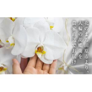 ふるさと納税 田原市 【陶器鉢寄せ植え】中村洋...の詳細画像3
