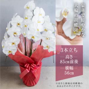 ふるさと納税 田原市 【ラッピング仕様】中村洋...の詳細画像1