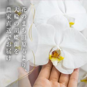 ふるさと納税 田原市 【ラッピング仕様】中村洋...の詳細画像3