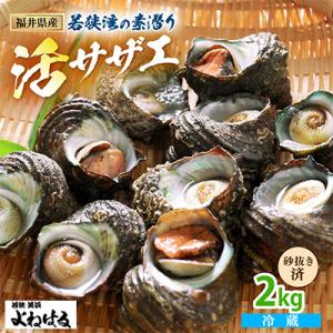 福井・若狭湾の素潜り　活サザエ　2kg