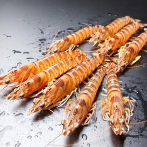 ふるさと納税 上天草市 【上天草ブランド認証品】上天草産の活き車えび!600g(約18〜24尾)