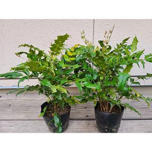 魔除けの木の商品一覧 通販 Yahoo ショッピング