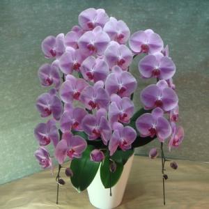 ふるさと納税 田原市 《渥美半島たはらブランド》　中村洋ランの胡蝶蘭　大輪