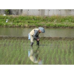 ふるさと納税 魚沼市 【令和7年産】【無洗米】...の詳細画像3