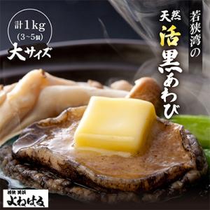 若狭湾の天然活黒アワビ　1kg【大サイズ】