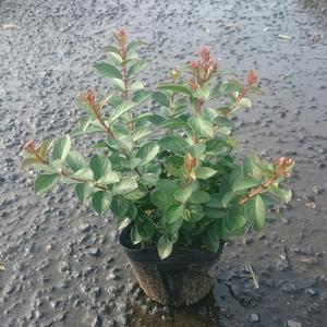ふるさと納税 鈴鹿市 緑の力で地球を元気に!サ...の詳細画像1