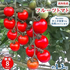 【高知県産】フルーツトマト約1.3kg　糖度8　岡山淳風会タニタ食堂に採用されています