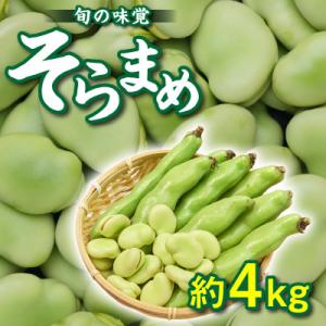 【先行受付2027年】旬の味覚　そらまめ　約4kg