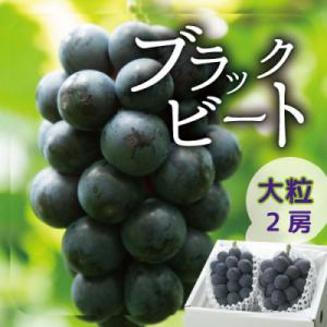【2026年発送】山梨産ブラックビート 2房(約1kg) 化粧箱入り レアな希少品種