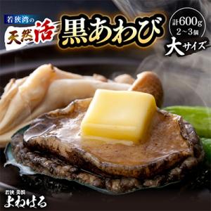【金曜日発送】若狭湾の天然活黒アワビ 600g【大サイズ】