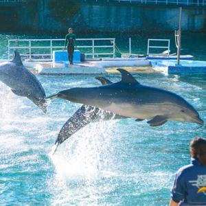 ふるさと納税 下田市 下田海中水族館ペア入場券