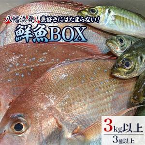 竹中水産の八幡浜発!「魚好きにはたまらない!鮮魚BOX」【F22-135】