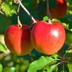ふるさと納税 長野県 信州のりんご　おまかせ　約5kgセット