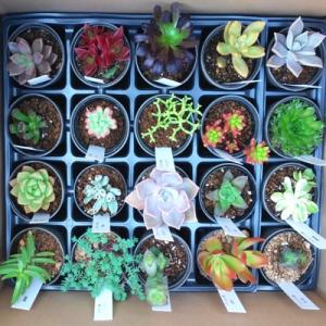 ふるさと納税 有田市 おまかせ 多肉植物20種セット