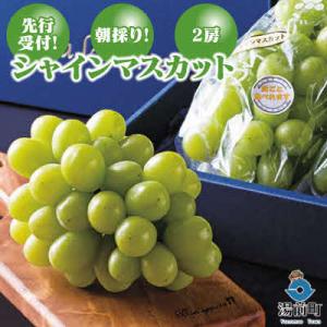 【先行受付!】【くまもと湯前産】朝採り!シャインマスカット(2房)