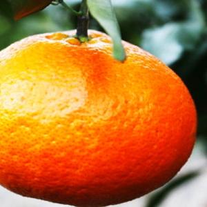 愛媛の「三大高級柑橘」の一つ!「甘平(かんぺい)」約3.5kg入【訳あり】【C28-23】