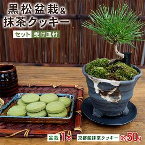 黒松盆栽&抹茶クッキーセット