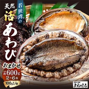 【金曜日発送】《おまかせ》若狭湾の天然活アワビ　600g