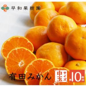 ふるさと納税 有田市 早和果樹園の有田みかん「未来への虹」約10kg