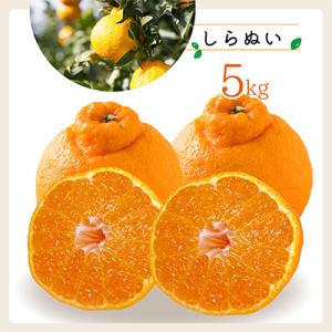 コウ果樹園「しらぬい」たっぷり5kg【C33-23】