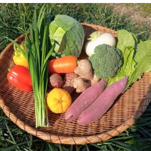 【産地直送新鮮野菜】　高知県産　南国土佐の季節の野菜詰め合せセット【野菜セット】