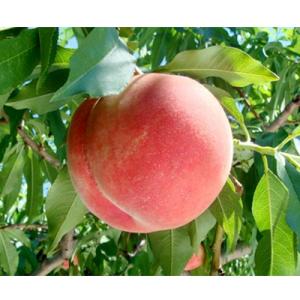 ふるさと納税 南アルプス市 光センサー桃【エクセレント】6〜8玉　約2kg(2026年発送分)