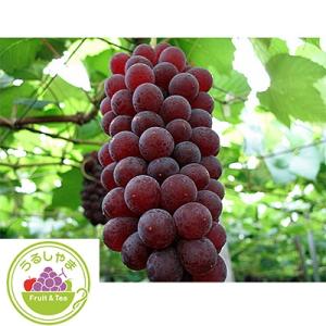 ふるさと納税 南陽市 【先行受付】朝どりデラウェア7〜9房入り　1箱【S661】