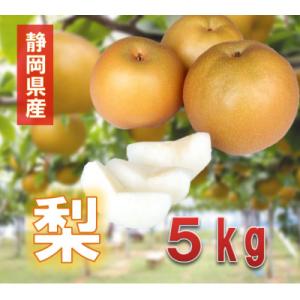 【先行予約】2026年8月から発送　静岡県産　梨　5kg