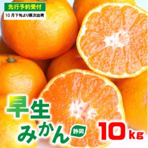 ふるさと納税 藤枝市 【2024年10月下旬から発送】岡部茶　藤枝市産　早生みかん10kg