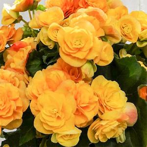 ふるさと納税 藤枝市 リーガースベゴニア鉢植え ...の商品画像