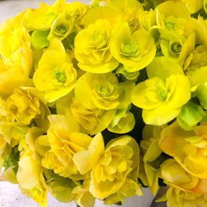 ふるさと納税 藤枝市 リーガースベゴニア鉢植え...の詳細画像1