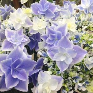 紫陽花 観葉植物 の商品一覧 花 ガーデニング 通販 Yahoo ショッピング