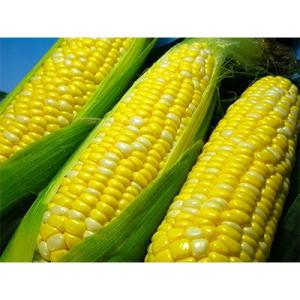 ふるさと納税 市川三郷町 大塚の甘々娘(とうもろこし)4本入り[5839-1010]