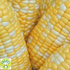 ふるさと納税 浜松市 品種は甘々娘!春の『テルもろこし』(6月上旬〜7月上旬受付順に発送)鮮度保持フィルム個包装タイプ