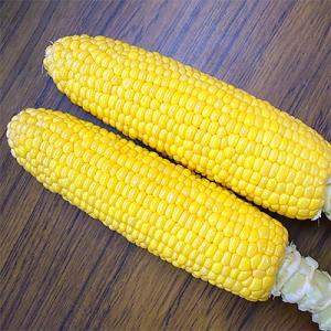 ふるさと納税 三豊市 とうもろこし「イエローコーン」約4.5kg