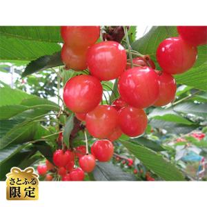 【さとふる限定】さくらんぼ「佐藤錦」(L～2L　約500g×1パック)
