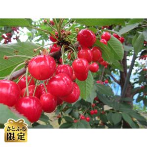 【さとふる限定】さくらんぼ「紅てまり」(L～2L　約500g×1パック)