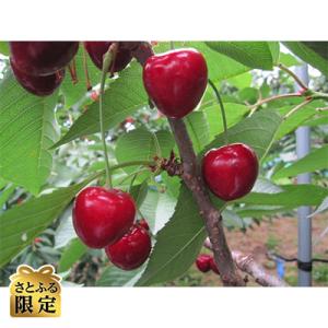 【さとふる限定】さくらんぼ「サミット」(2L～3L　500g×1パック)