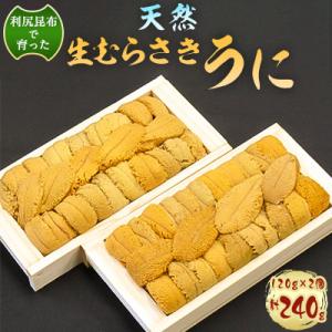 ふるさと納税 稚内市 利尻昆布を食べておいしく育った「生むらさきうに」240g