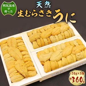 利尻昆布を食べておいしく育った「生むらさきうに」360g ウニ 海鮮
