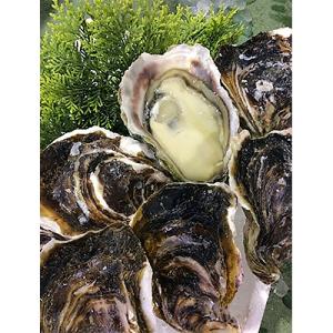 鳥取県産ブランド岩がき　夏輝(4～8個約3kg)