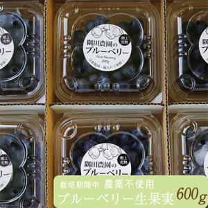 朝摘み完熟ブルーベリー生果実　600g・栽培期間中農薬不使用【すだ農園】※7月中旬頃より順次発送