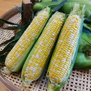 【甘い!生で食べられる!】朝採りフルーツとうもろこし(12～14本)