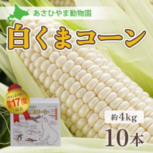 ふるさと納税 旭川市 先行受付 令和5年8月より順次発送「あさひやま動物園白くまコーン」4kg　旭山動物園監修の化粧箱入り