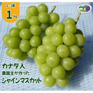 【カナダ人農園主の真心を込めた】シャインマスカット約1kg